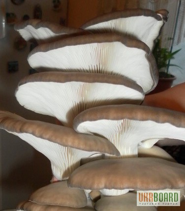 Фото 2. Мицелий (семена) грибов Вешенка