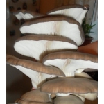 Мицелий (семена) грибов Вешенка