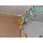Продажа попугаев неразлучники ,волнушка, кореллы,розеллы