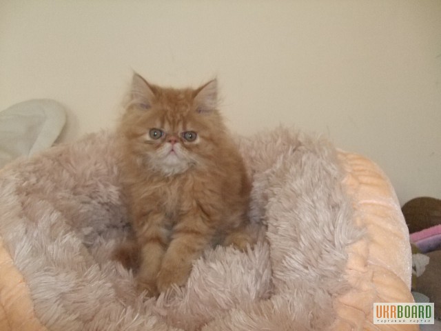 Фото 2. Продам котят, персидский экзот (таббированный).Киев