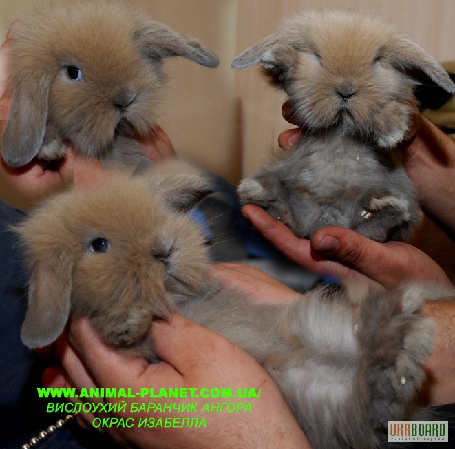 Фото 2. Декоративные карликовые кролики