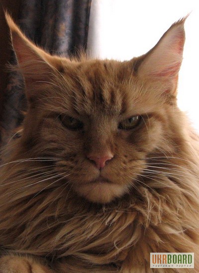 Фото 1/3. Добрый, рыжий, пушистый котенок мейн-кун из питомника