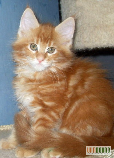 Фото 2/3. Добрый, рыжий, пушистый котенок мейн-кун из питомника