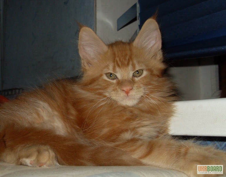 Фото 3/3. Добрый, рыжий, пушистый котенок мейн-кун из питомника
