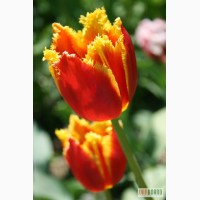 Тюльпаны, фрезии к 8 Марта