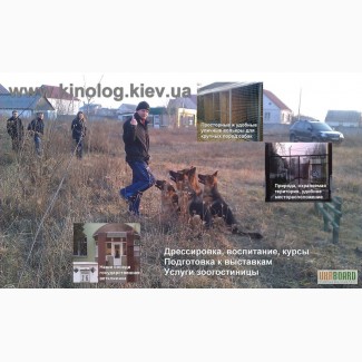 Общий курс дрессировки собак воспитание собаки на послушание собаки Кинолог Киев