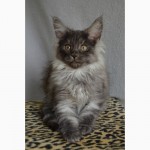Продам котят породы Мейн-Кун