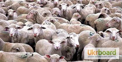 Фото 2. Куплю овец, баранов, коз разных пород