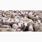 Куплю овец, баранов, коз разных пород