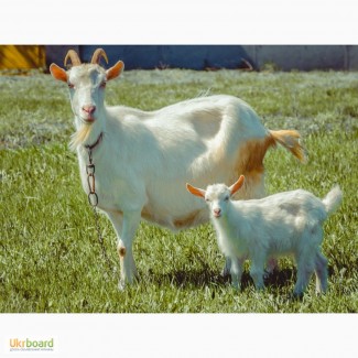 Продається терміново коза і козенятка