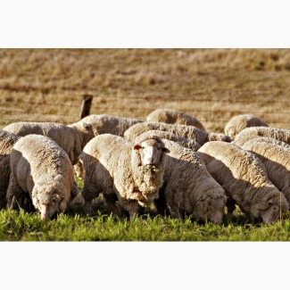 Куплю вівці