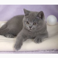 Котенок британской короткошерстной породы, мальчик, окрас голубой