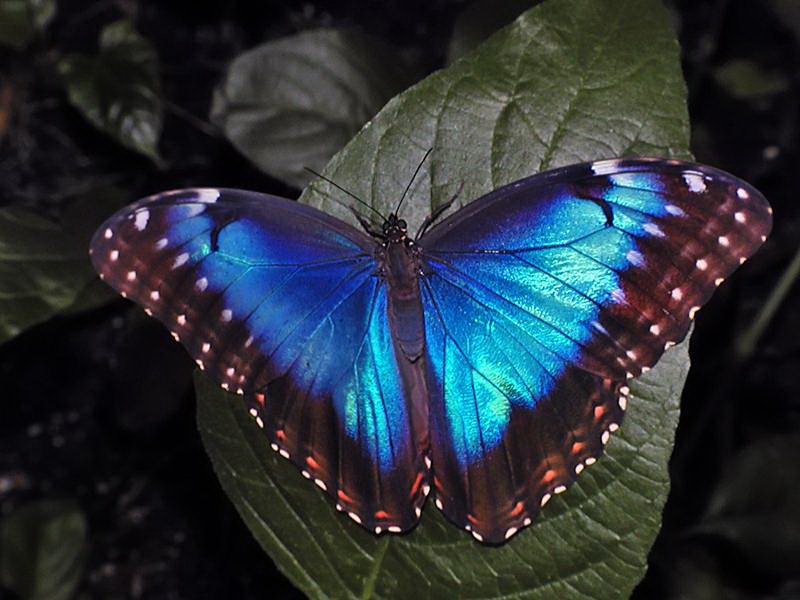 Фото 2. Восхитительные Живые Бабочки изКоста Рикки