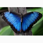 Восхитительные Живые Бабочки изКоста Рикки