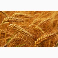 Пшениця від виробника, 2, 4 класу врожаю 2022 року