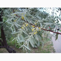 Продам Маслину Дикую в горшках и много других растений (опт от 1000 грн)