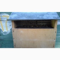 Продам бджолопакети на українську та лежакову рамки, бджолосім#039;ї, безсотові пакети