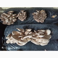 Продам грибы вешенки