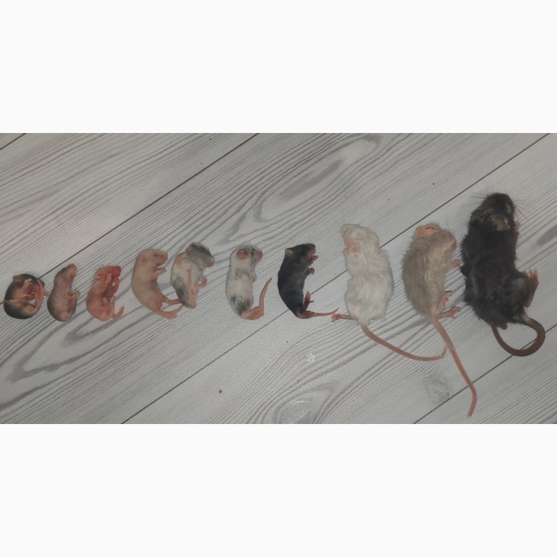Замороженные кормовые крысы и мыши, разных размеров