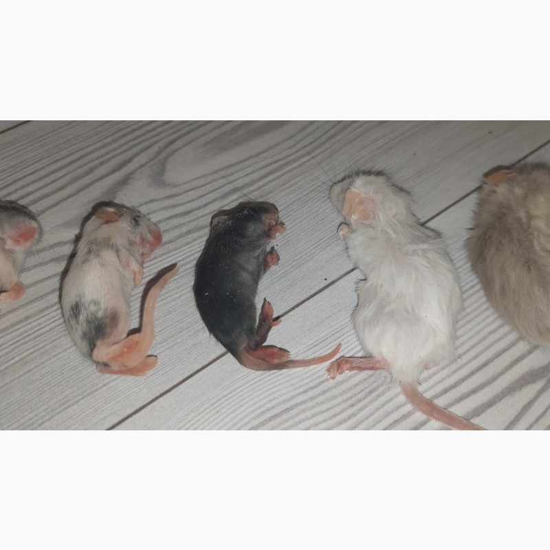 Фото 2. Замороженные кормовые крысы и мыши, разных размеров