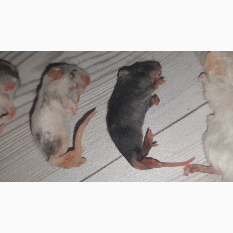 Фото 3. Замороженные кормовые крысы и мыши, разных размеров