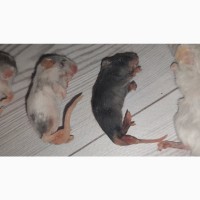 Замороженные кормовые крысы и мыши, разных размеров