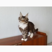 Продается котёнок Мейн-Кун с шикарным окрасом