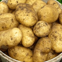 Продаж картоплі оптом, Черкаська область