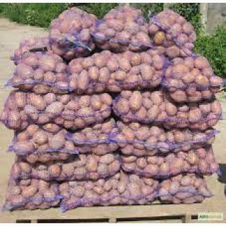 Продам картоплю 5-7 грн /кг