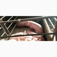 Продам свиней вага 105 - 125 кг