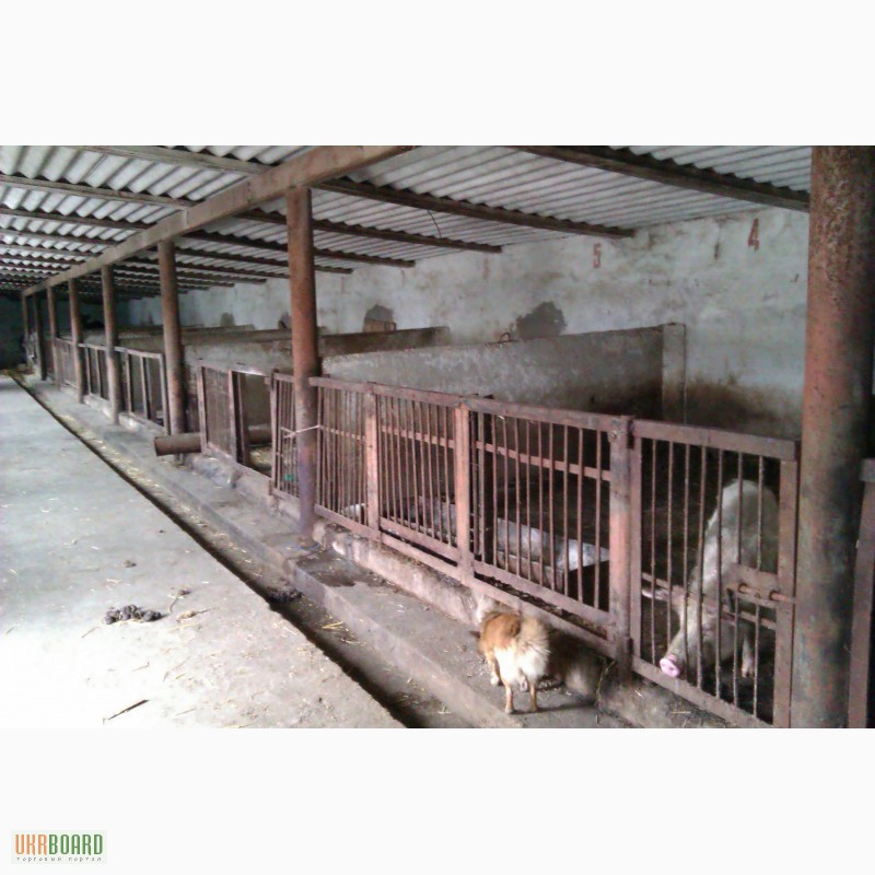 Фото 5. Продам животноводческую ферму