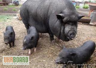 Фото 2. Вьетнамские (карликовые) свиньи