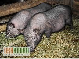 Фото 3. Вьетнамские (карликовые) свиньи