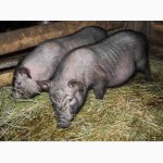 Вьетнамские (карликовые) свиньи