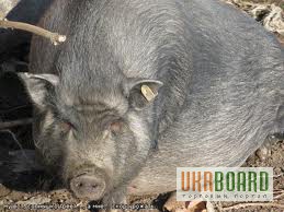 Фото 4. Вьетнамские (карликовые) свиньи