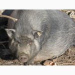 Вьетнамские (карликовые) свиньи