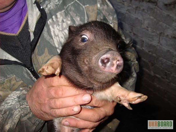 Фото 5. Вьетнамские (карликовые) свиньи
