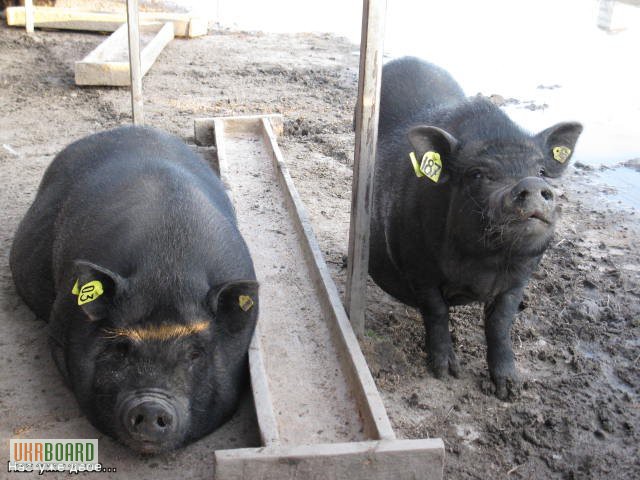 Фото 6. Вьетнамские (карликовые) свиньи