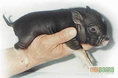 Фото 7. Вьетнамские (карликовые) свиньи