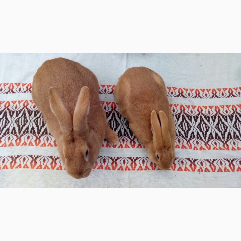 Фото 6. Продам чистокровных кроликов мясной породы Бургундец