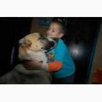 Чистокровный алабай девочка 2, 5 мес, доставка по всей Украине