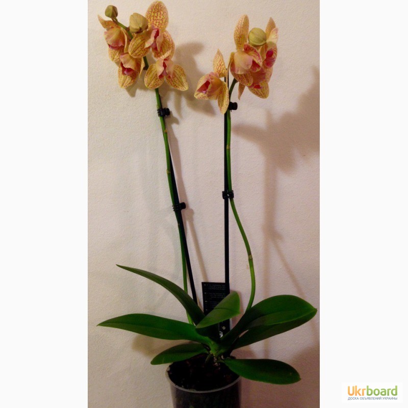 Фото 3. Орхидеи фаленопсис стандарт и мини