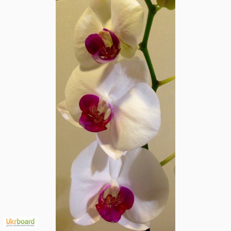 Фото 4. Орхидеи фаленопсис стандарт и мини