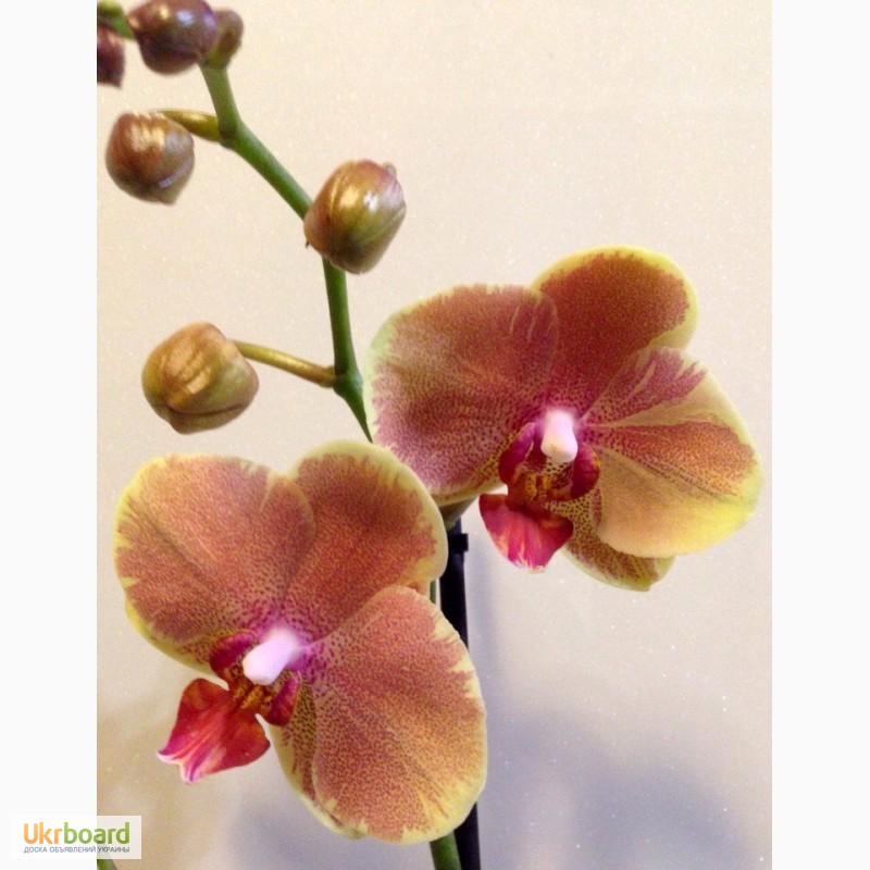 Фото 5. Орхидеи фаленопсис стандарт и мини