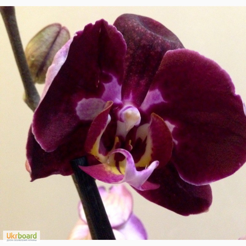 Фото 6. Орхидеи фаленопсис стандарт и мини