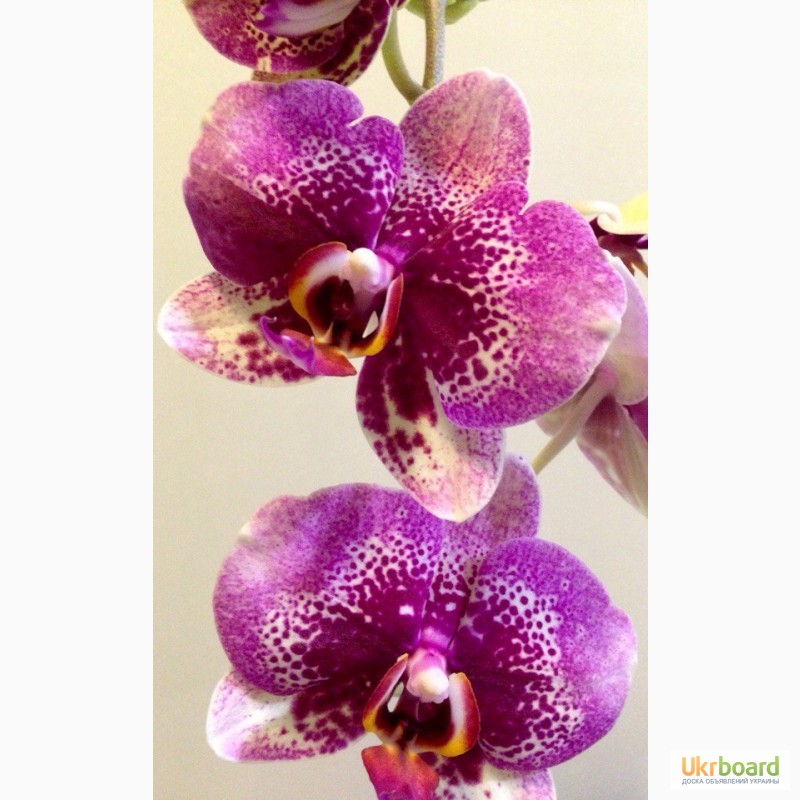 Фото 7. Орхидеи фаленопсис стандарт и мини