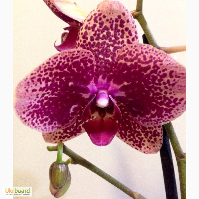 Фото 8. Орхидеи фаленопсис стандарт и мини