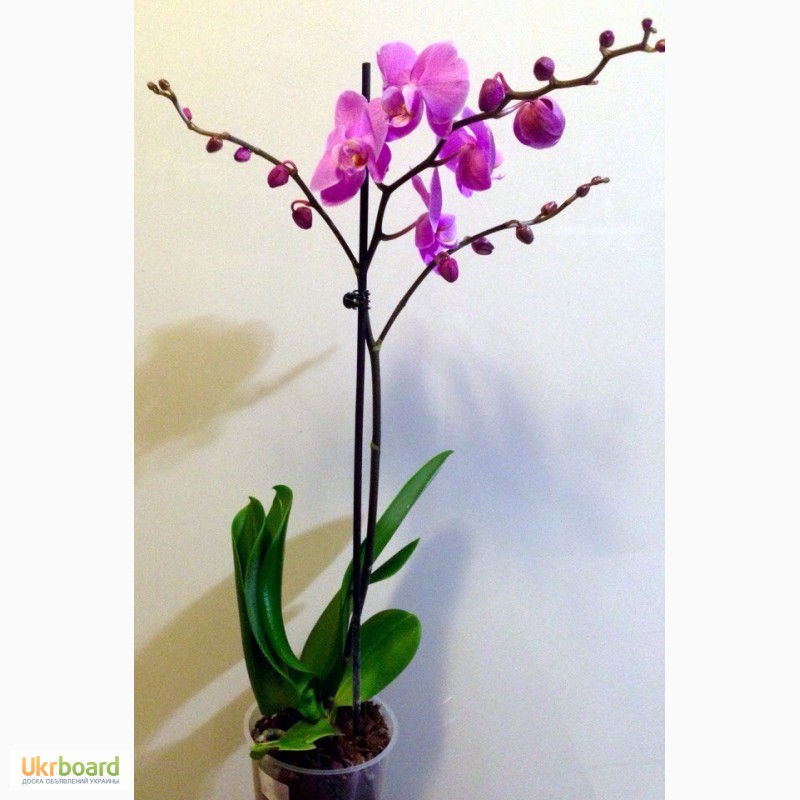 Фото 9. Орхидеи фаленопсис стандарт и мини
