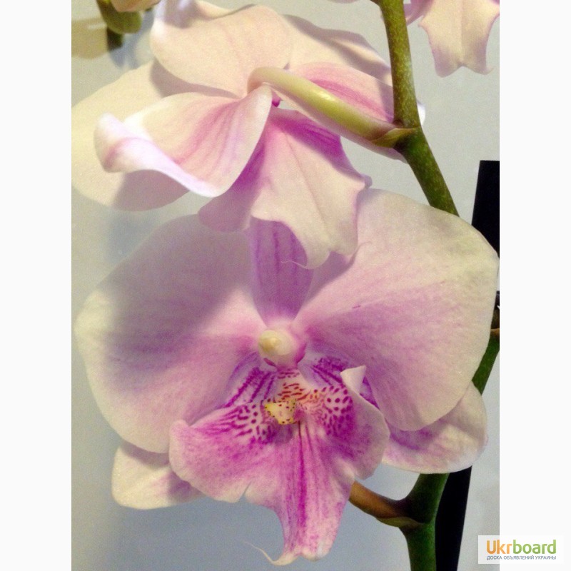 Фото 10. Орхидеи фаленопсис стандарт и мини