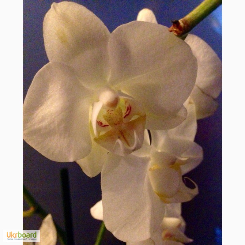Фото 11. Орхидеи фаленопсис стандарт и мини